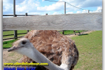 Ostrich Farm, near Kiev, sightseeing, travel from Kiev to Ukrainian Tour (044) 360 5737