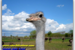 Ostrich Farm, near Kiev, sightseeing, travel from Kiev to Ukrainian Tour (044) 360 5737