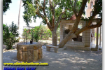 Jericho. Zacchaeus Wood, Israel. Tours of Kiev from the Ukrainian Tour (044) 360 5737