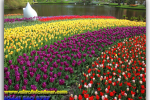 Keukenhof Tulip Park. Netherlands. Travel from Kiev to Ukrainian Tour (044) 360 5737