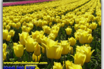 Долина тюльпанів. Село Мамаївці. Чернівецькій області. Тури з Києва від Ukrainian Tour (044) 360 5737
