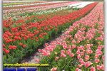 Долина тюльпанів. Село Мамаївці. Чернівецькій області. Тури з Києва від Ukrainian Tour (044) 360 5737