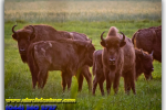 Беловежская пуща. Туры из Киева от Ukrainian Tour (044) 360 5737