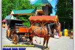 Беловежская пуща. Туры из Киева от Ukrainian Tour (044) 360 5737